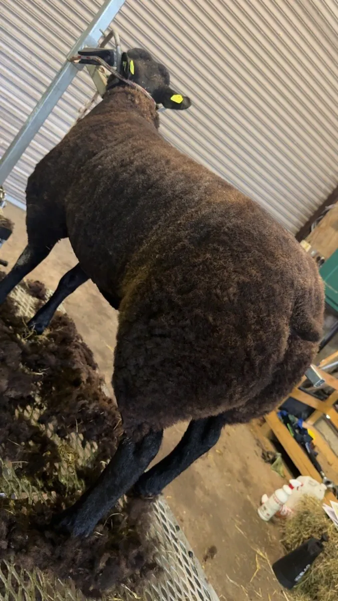 Pedigree Blue Texel Ram and Ewe lambs for sale - Image 1