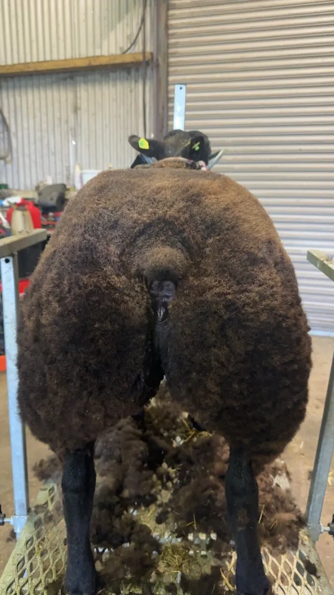 Pedigree Blue Texel Ram and Ewe lambs for sale - Image 2