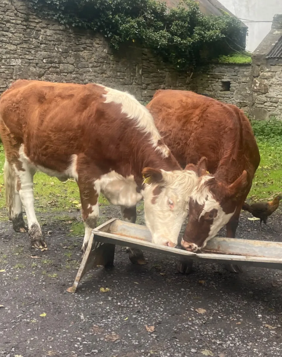 Two coloured breeding heifers - Image 2