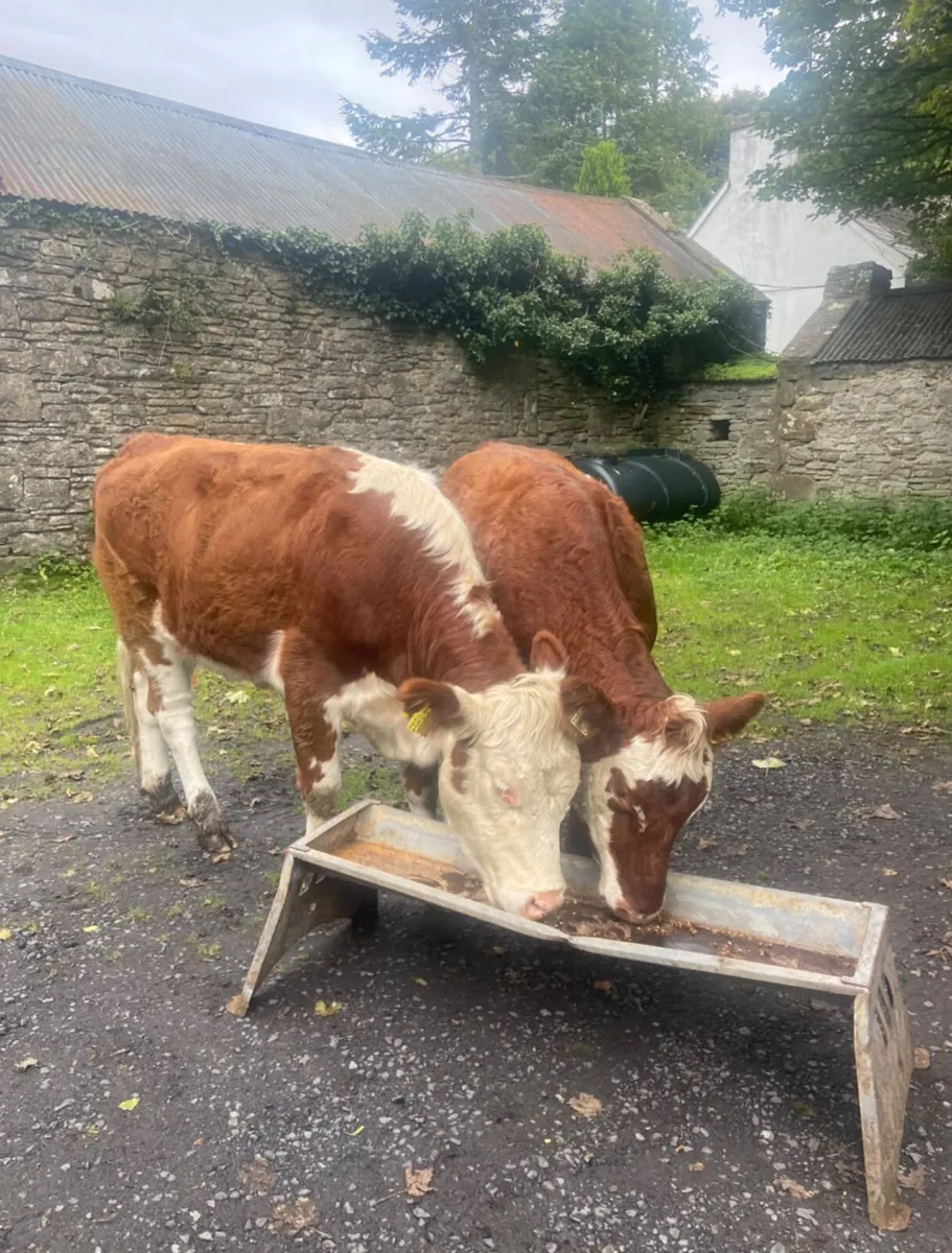 Two coloured breeding heifers - Image 3