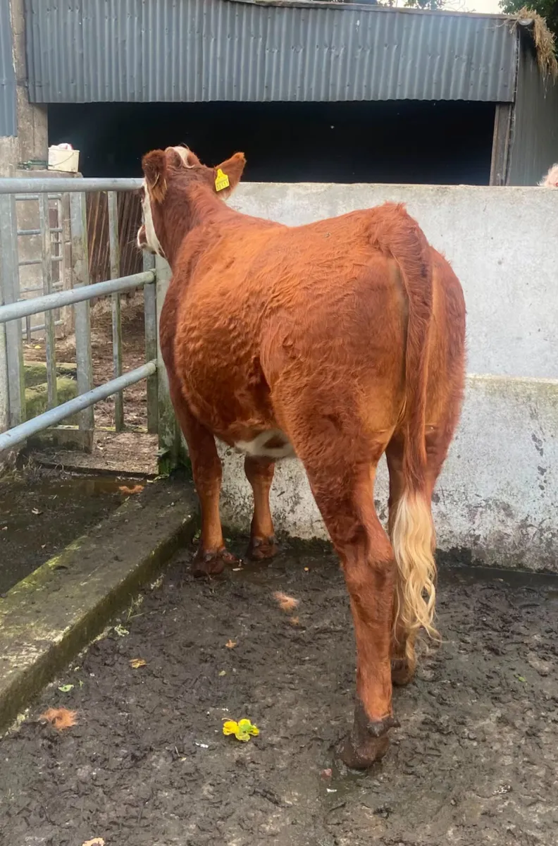 Two coloured breeding heifers - Image 4