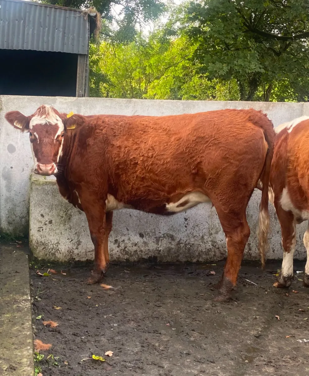 Two coloured breeding heifers - Image 1
