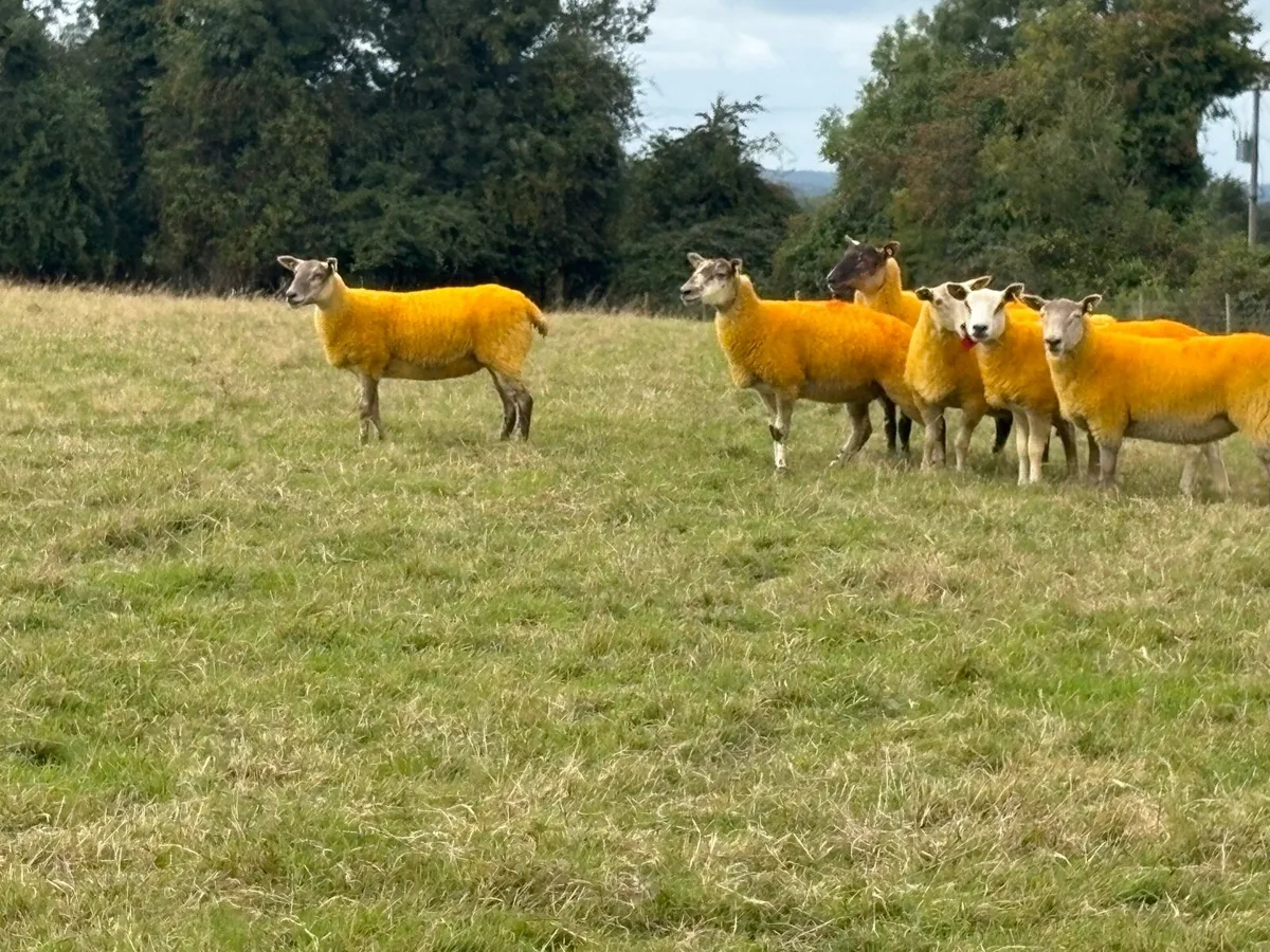 X bred hoggets - Image 1