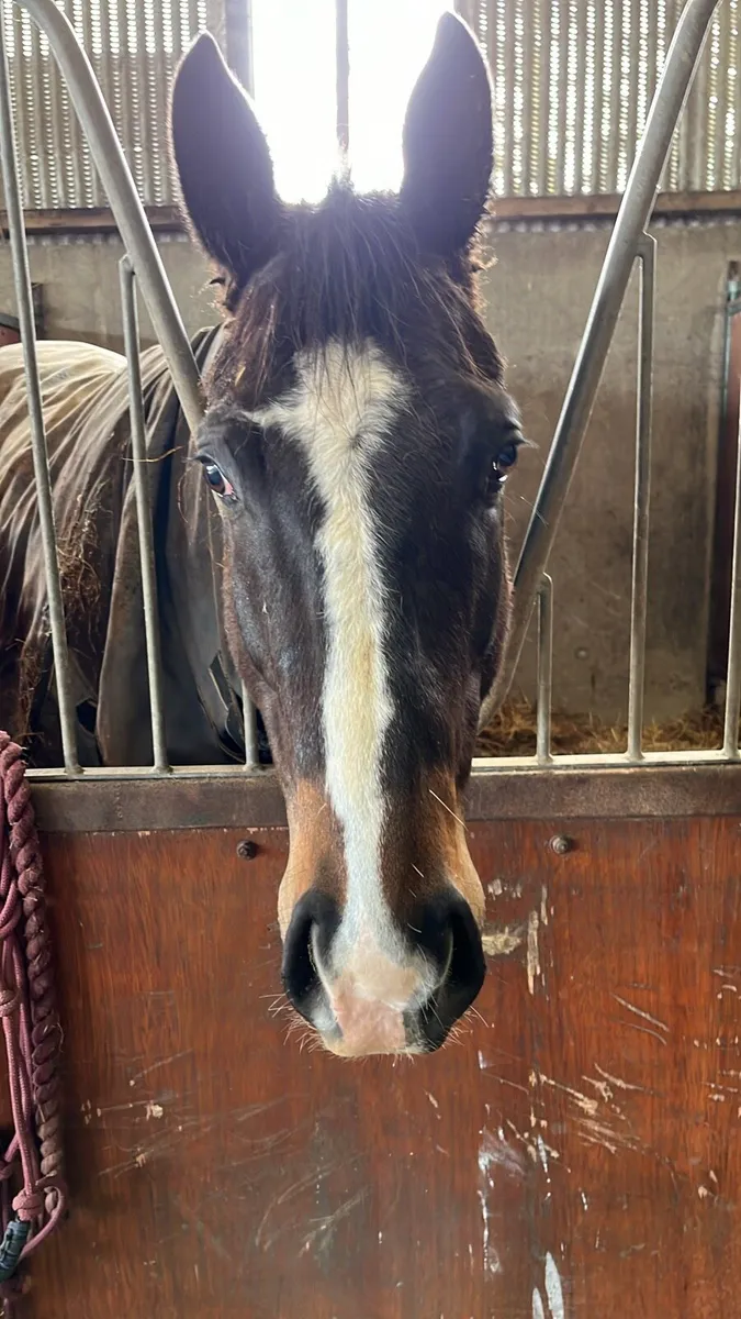 Companion Horse
