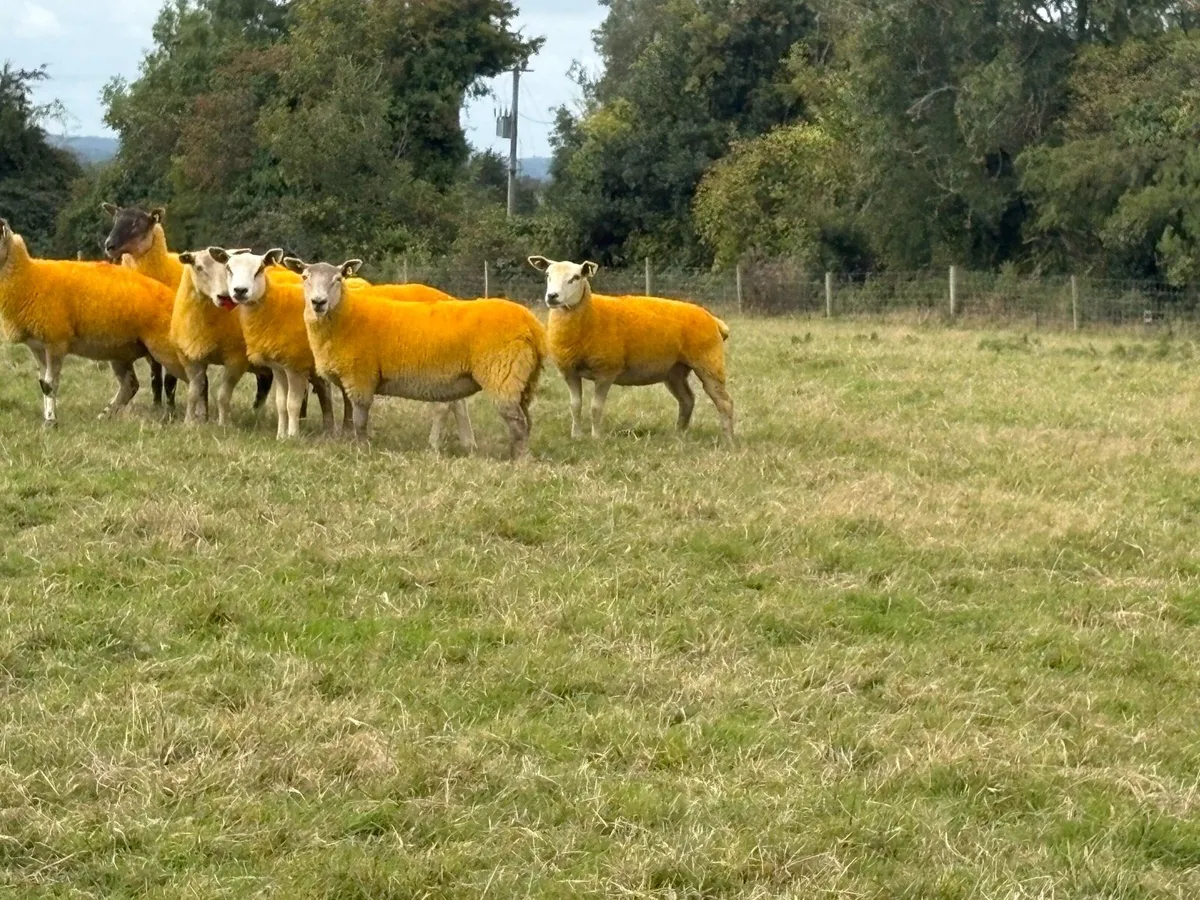 X bred hoggets - Image 2
