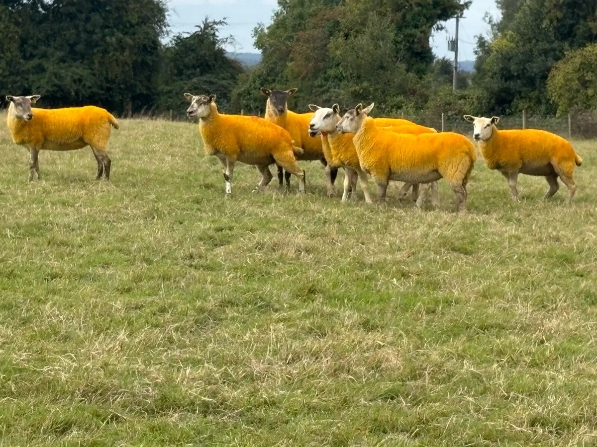 X bred hoggets - Image 3