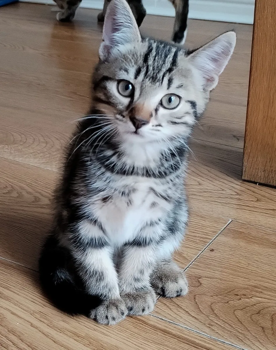 Kittens - Image 1