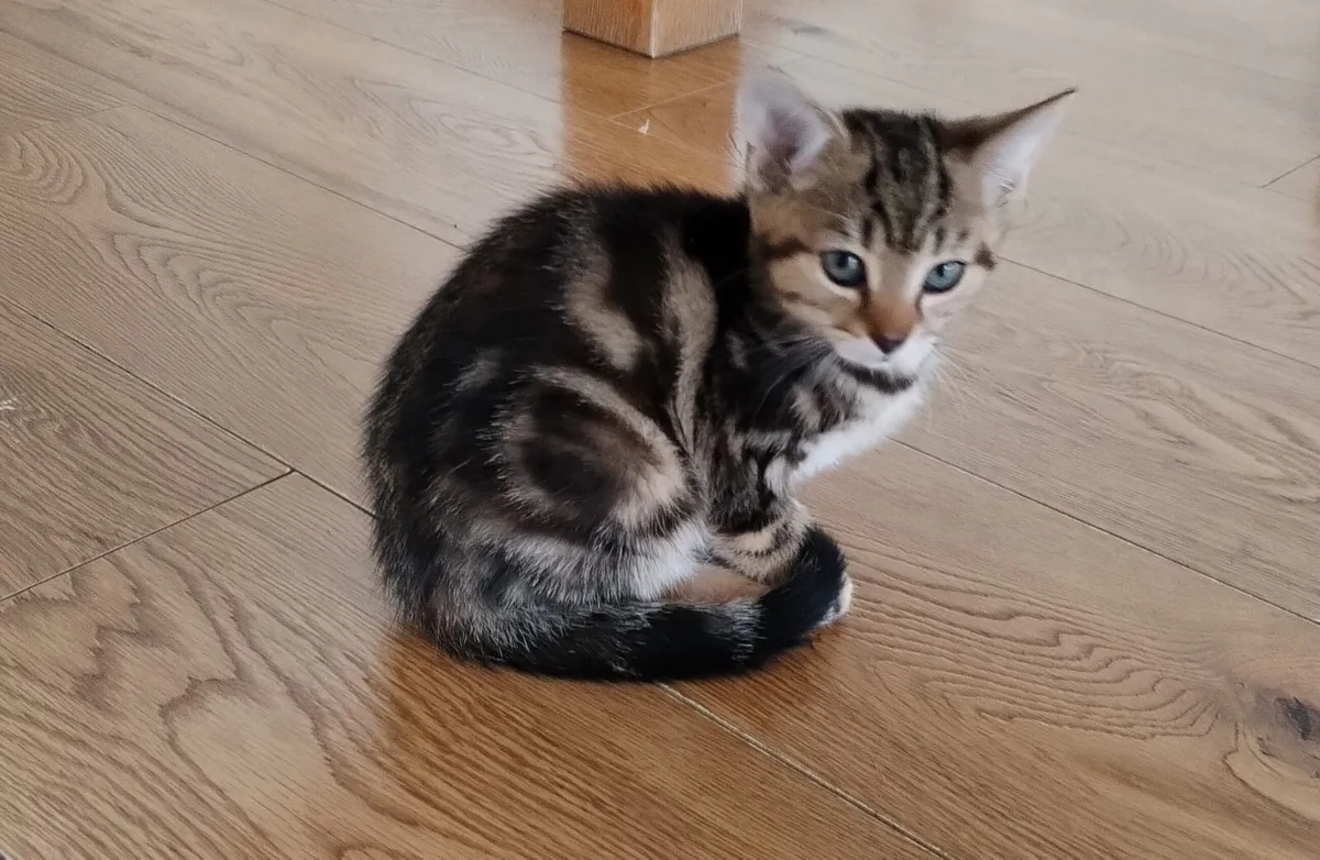 Kittens - Image 4