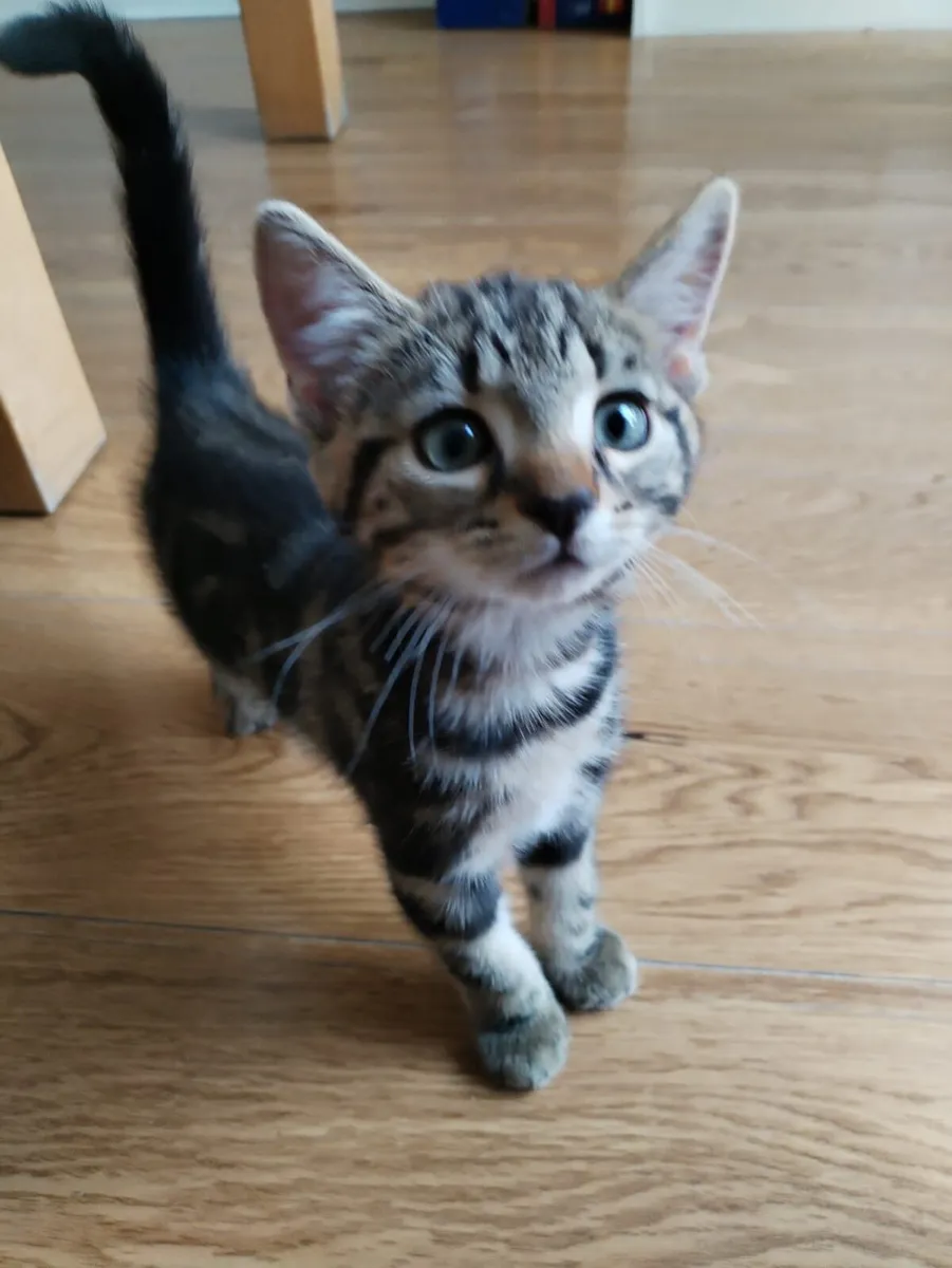 Kittens - Image 4