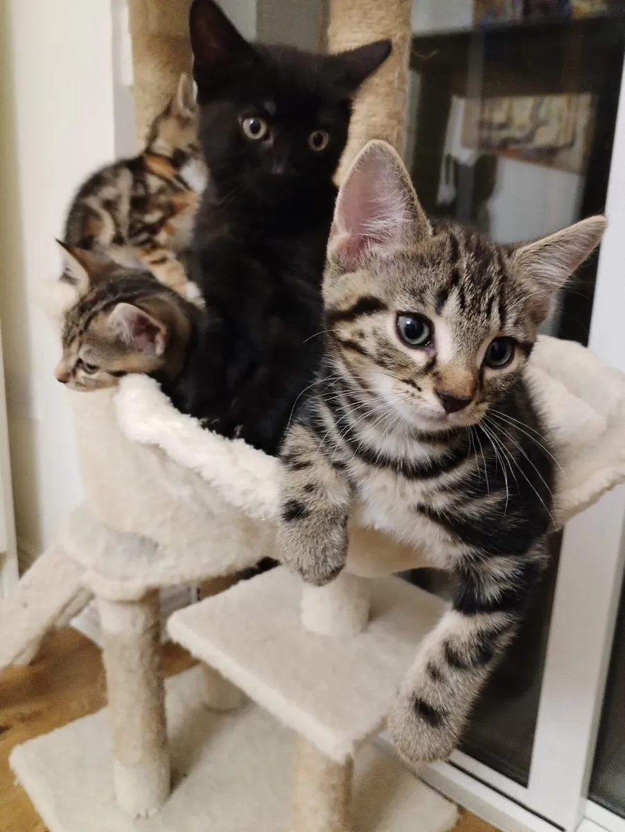 Kittens - Image 2