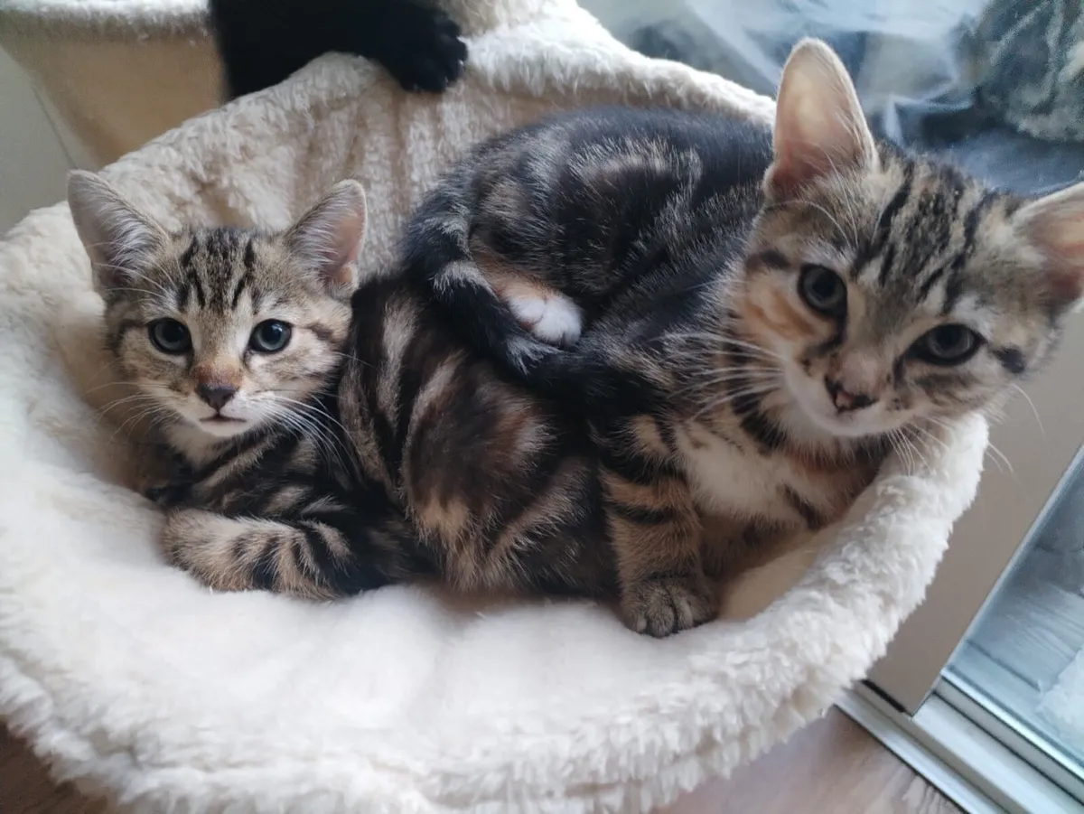 Kittens - Image 3