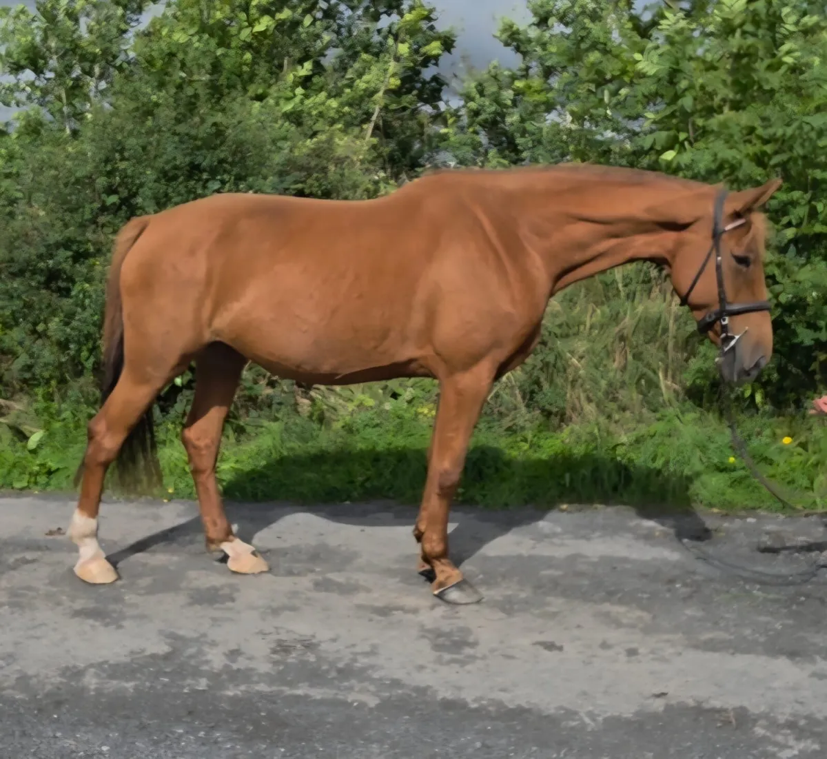 16 3 mare - Image 2