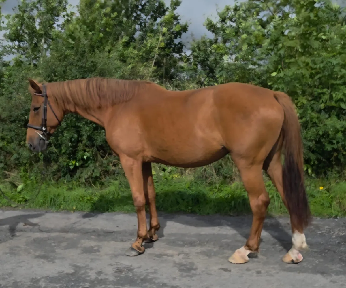 16 3 mare - Image 3