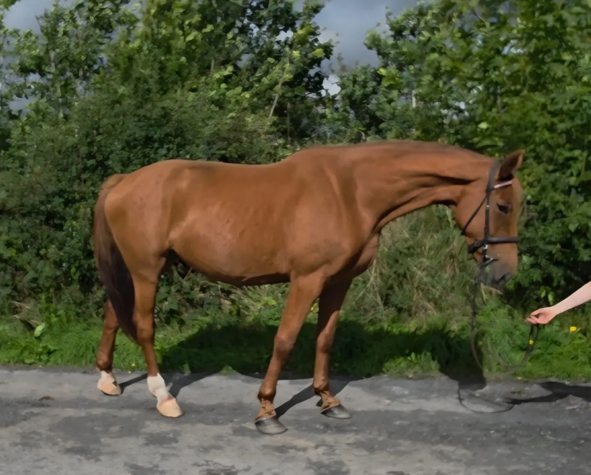16 3 mare - Image 4