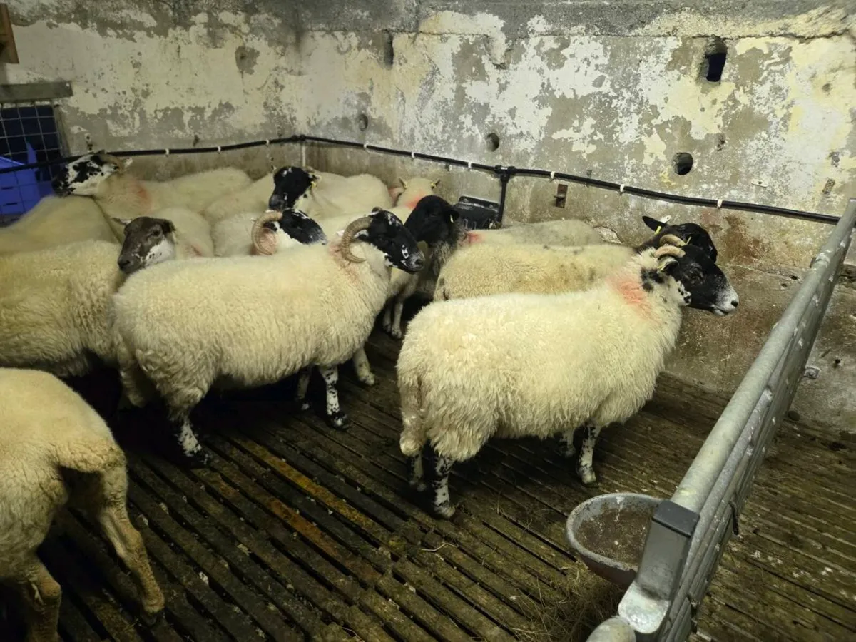 Two year old ewes - Image 2