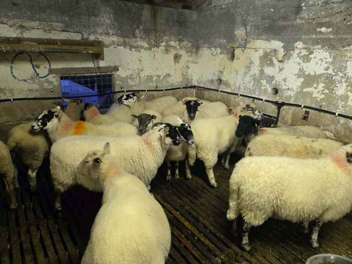 Two year old ewes - Image 3