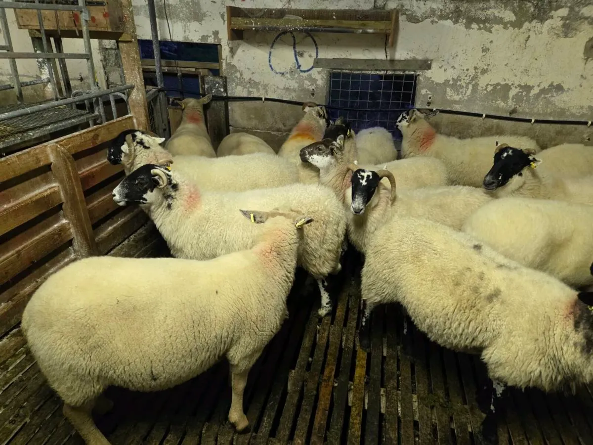 Two year old ewes - Image 4