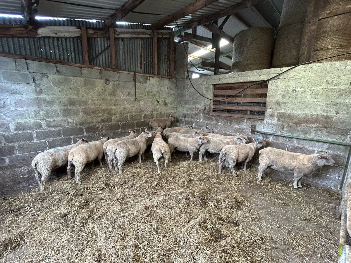Pedigree Charollais ram lambs - Image 1