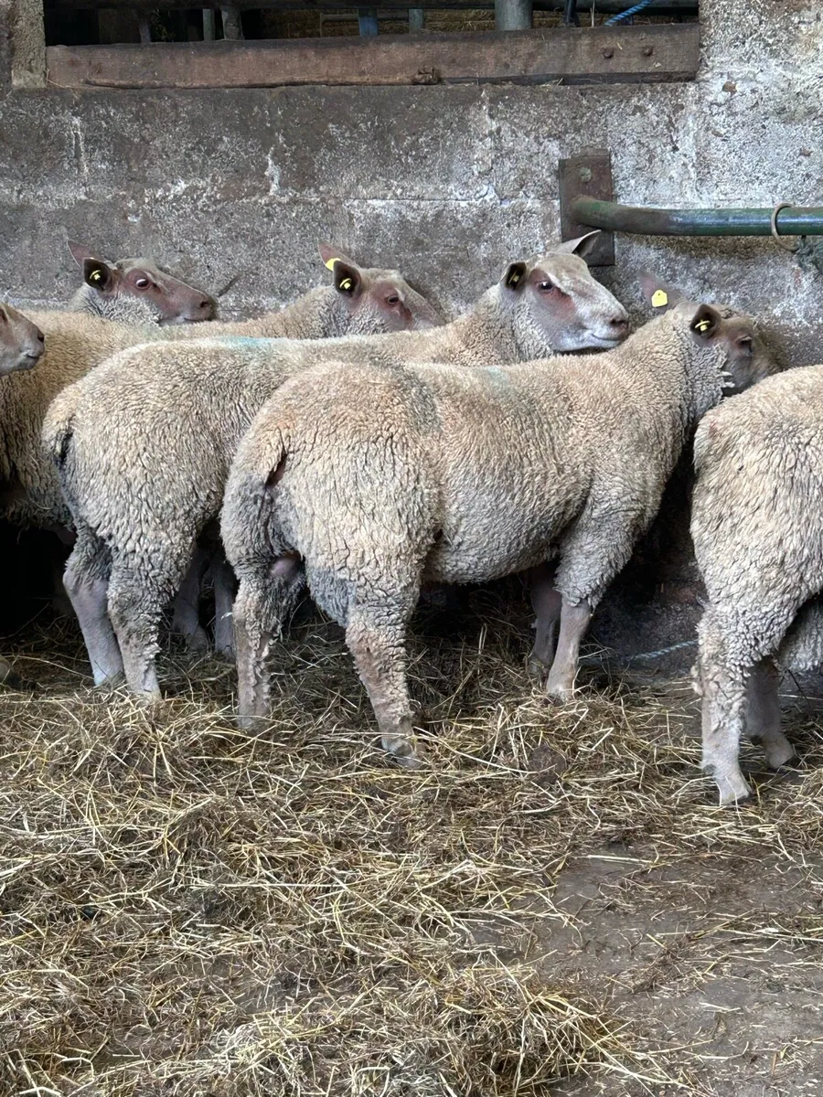 Pedigree Charollais ram lambs - Image 2