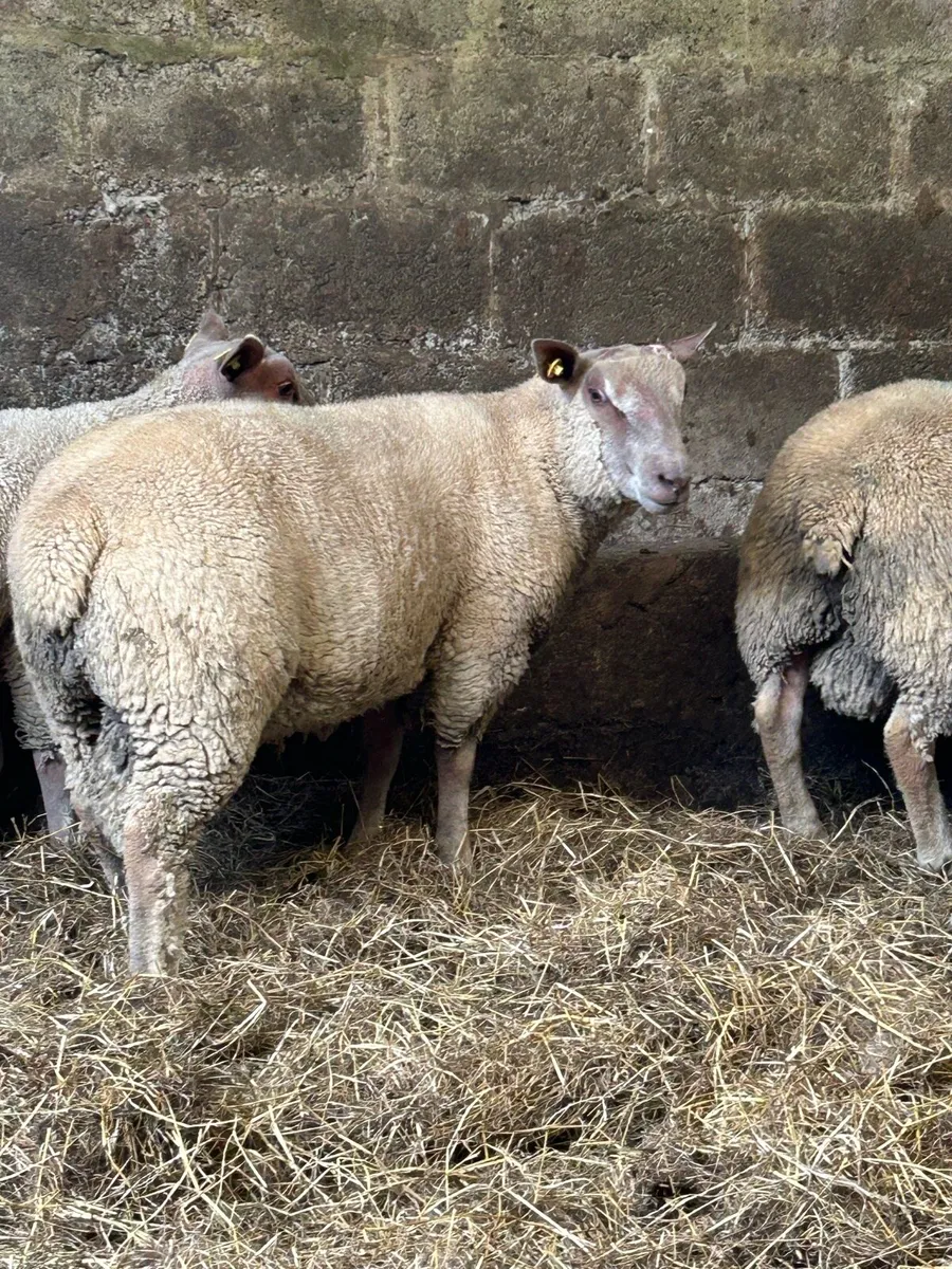 Pedigree Charollais ram lambs - Image 3