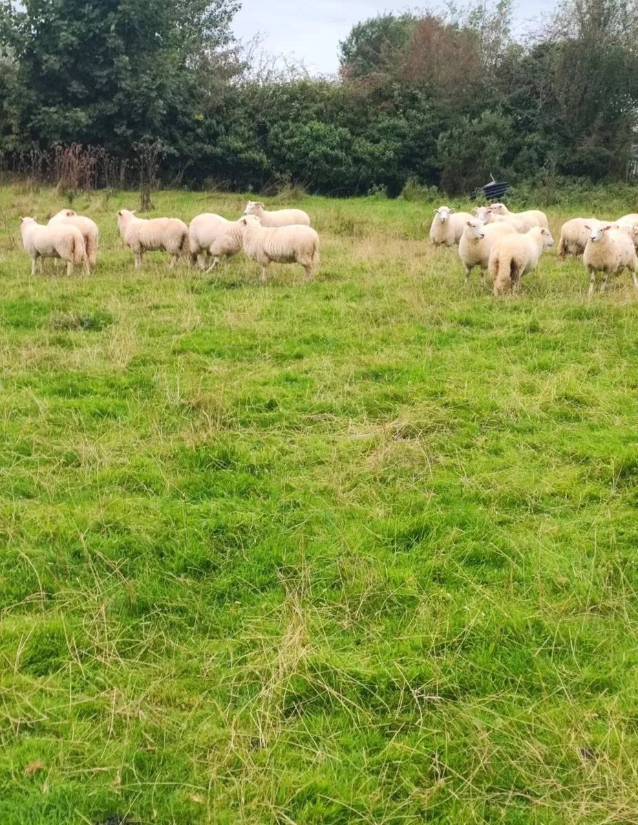 Lleyn x Dorset Horn ewe lambs 🐑 - Image 1