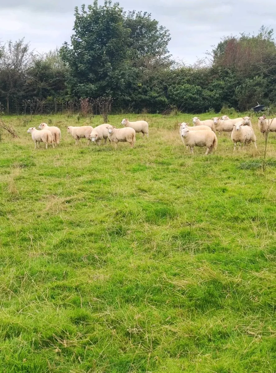 Lleyn x Dorset Horn ewe lambs 🐑 - Image 3