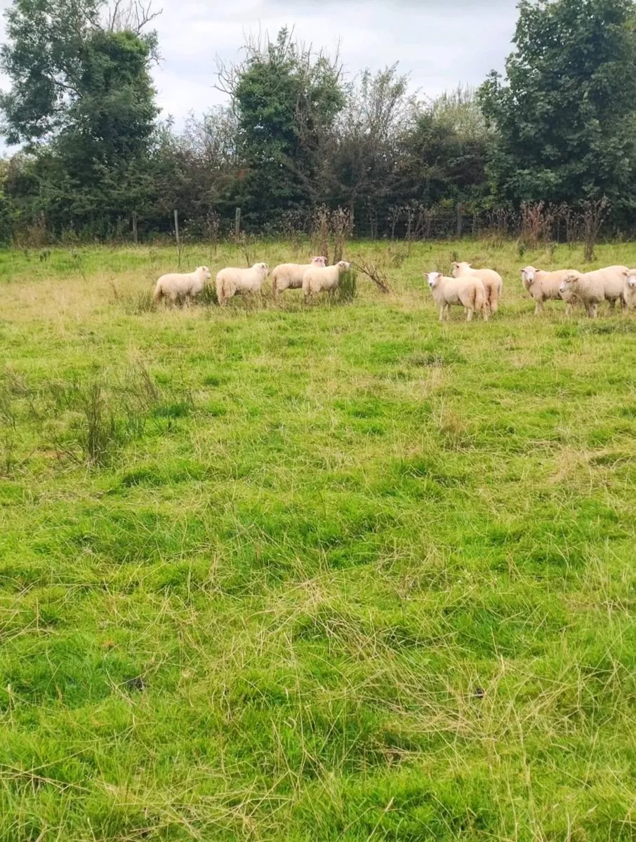 Lleyn x Dorset Horn ewe lambs 🐑 - Image 2