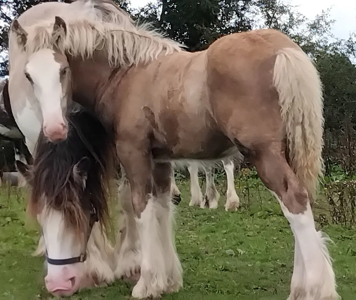 Top class colt foal - Image 1