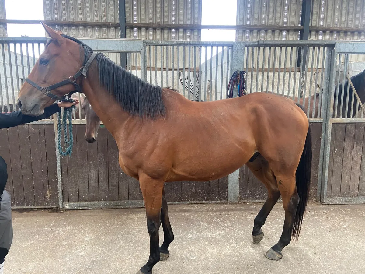 Horse for sale - Image 1