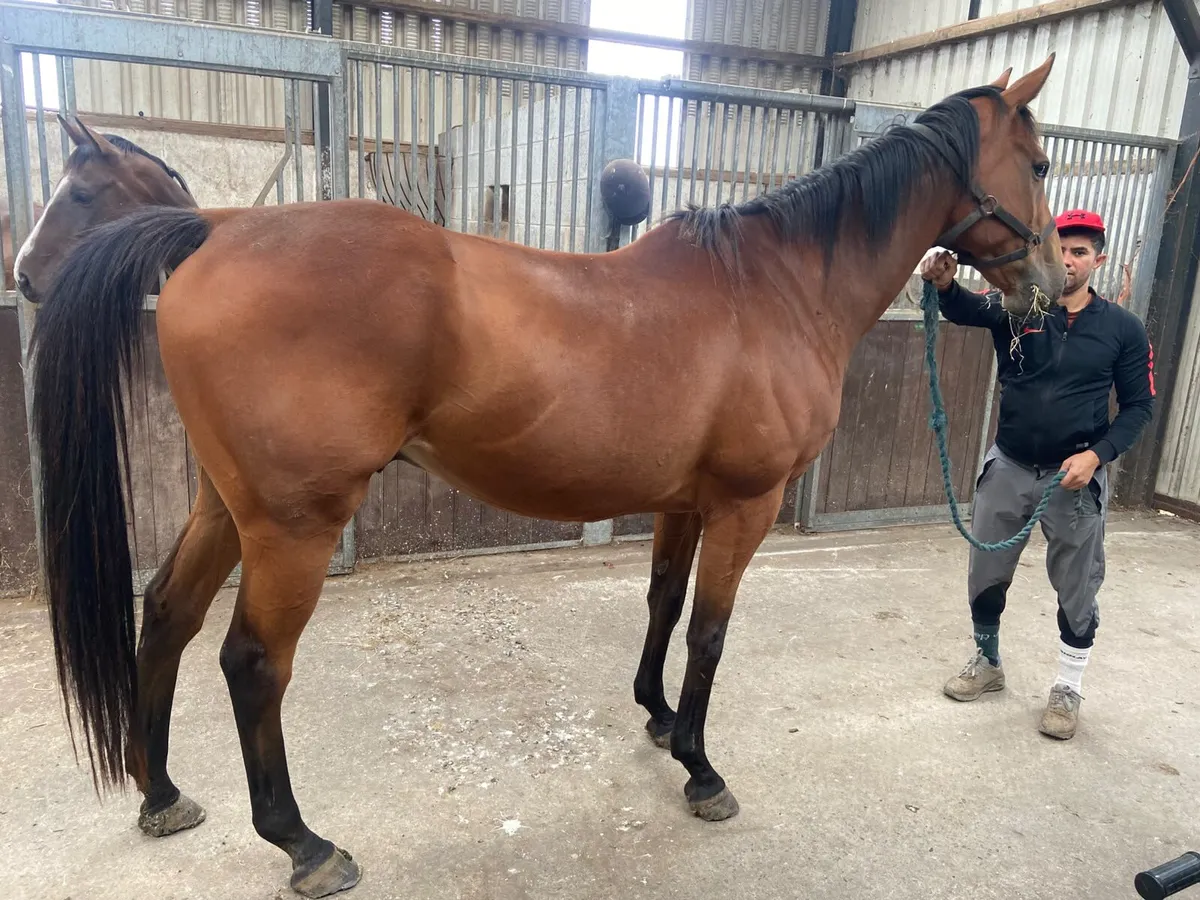 Horse for sale - Image 2
