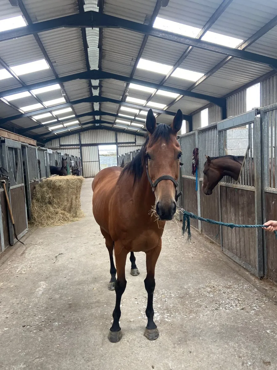 Horse for sale - Image 3