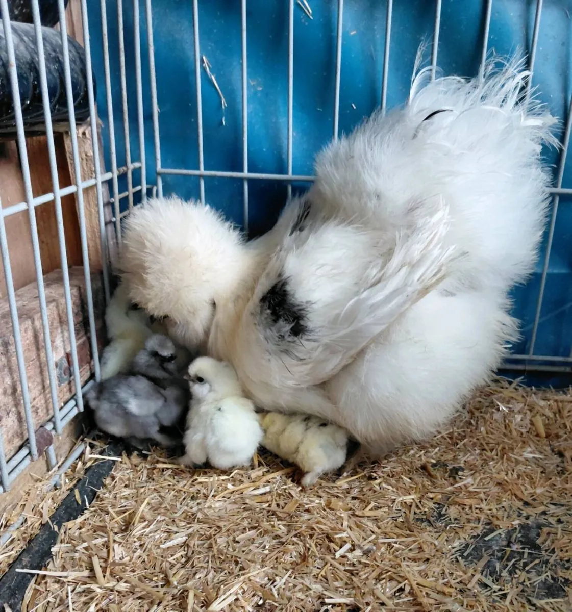 USA Silkie day old Chicks +eggs - Image 1