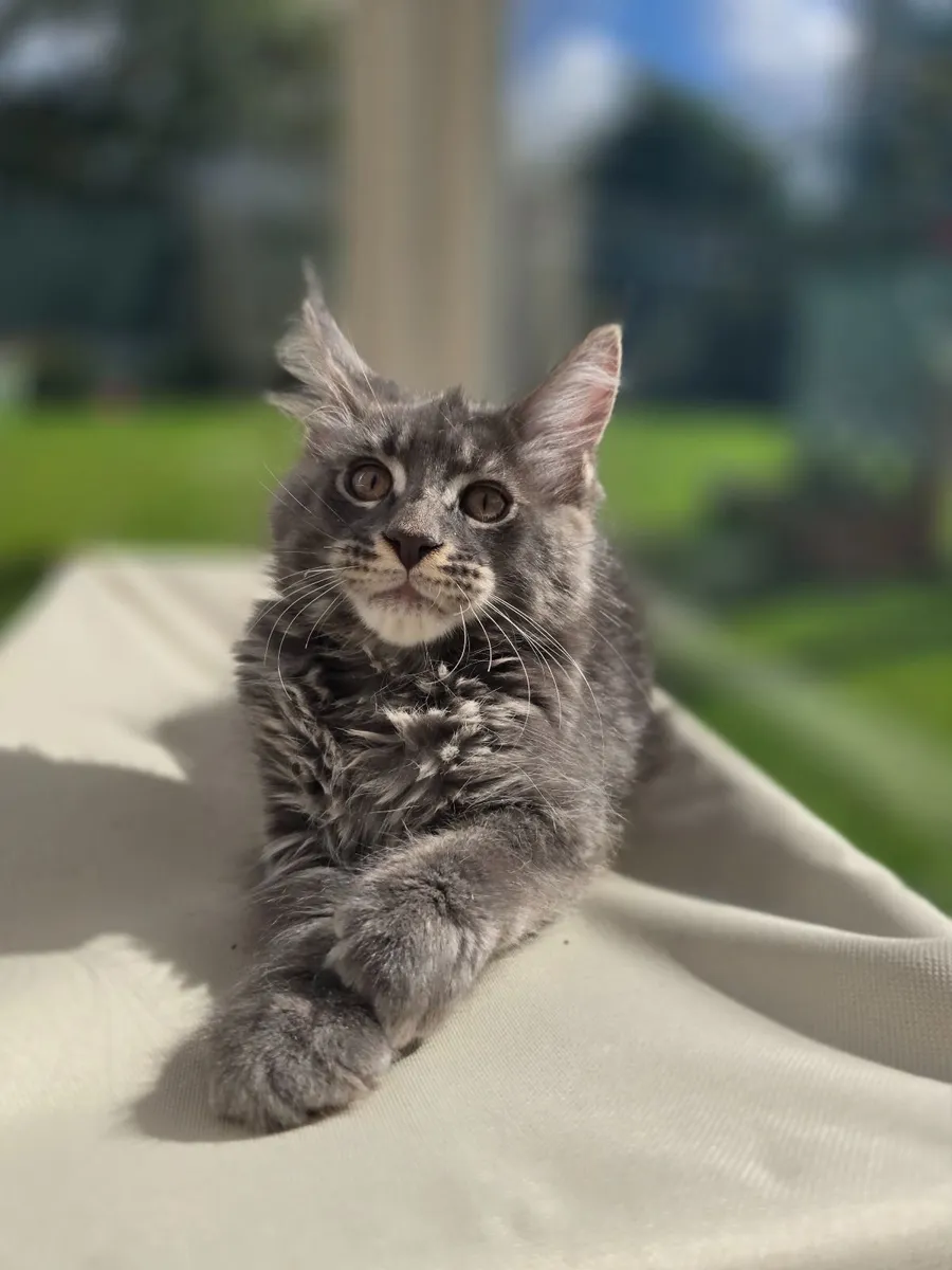 Maine coon kittens - Image 1