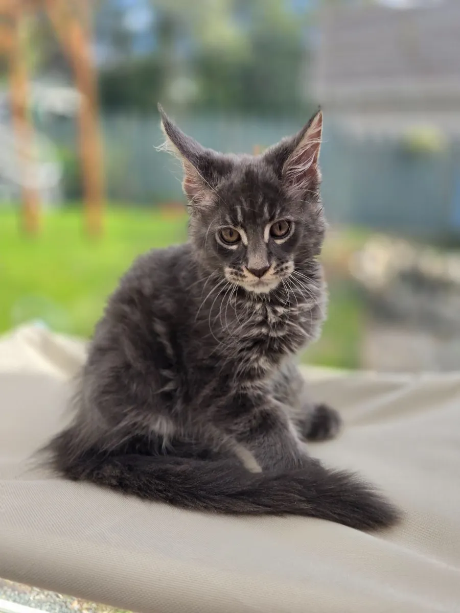 Maine coon kittens - Image 2