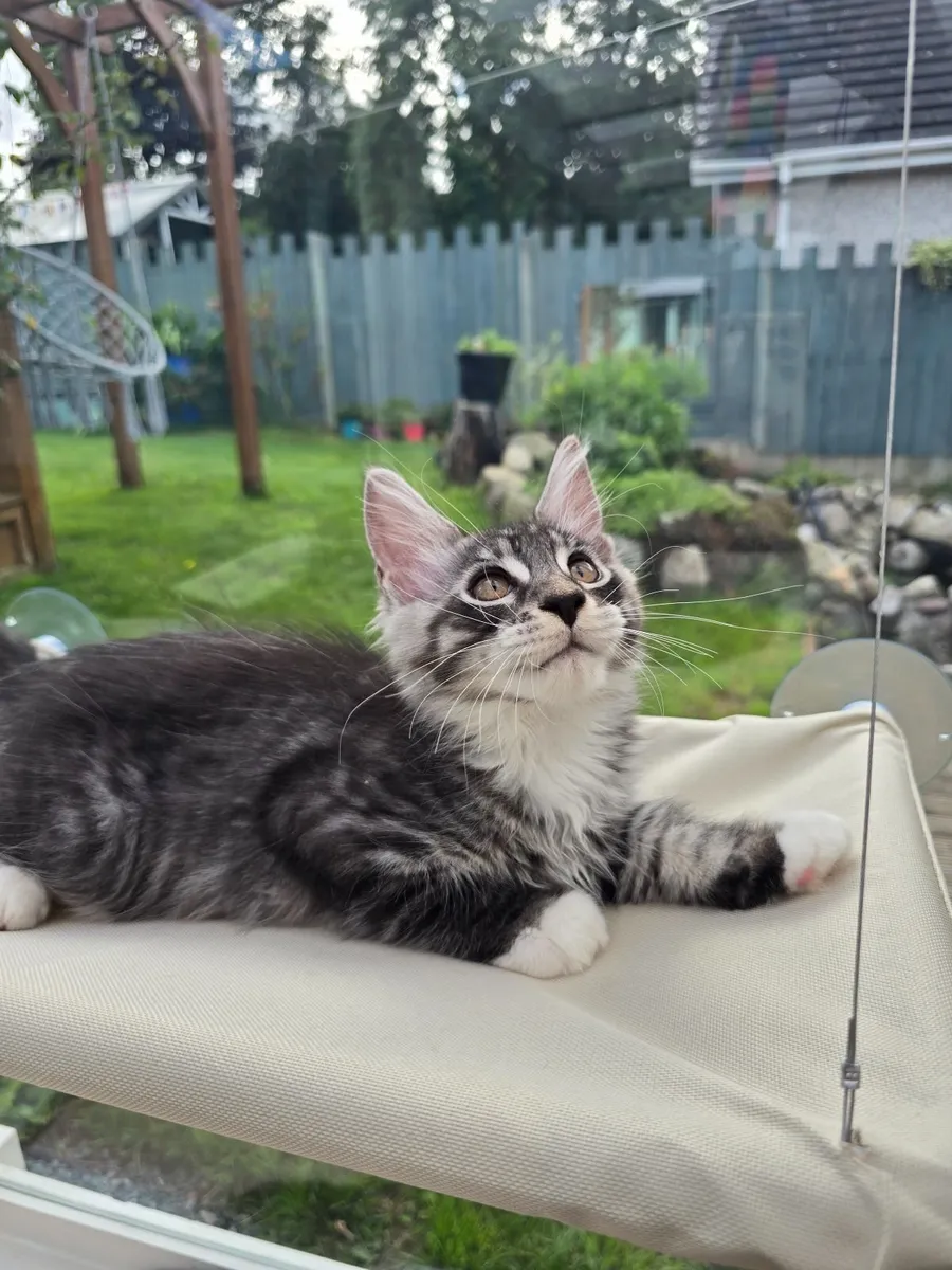 Maine coon kittens - Image 3