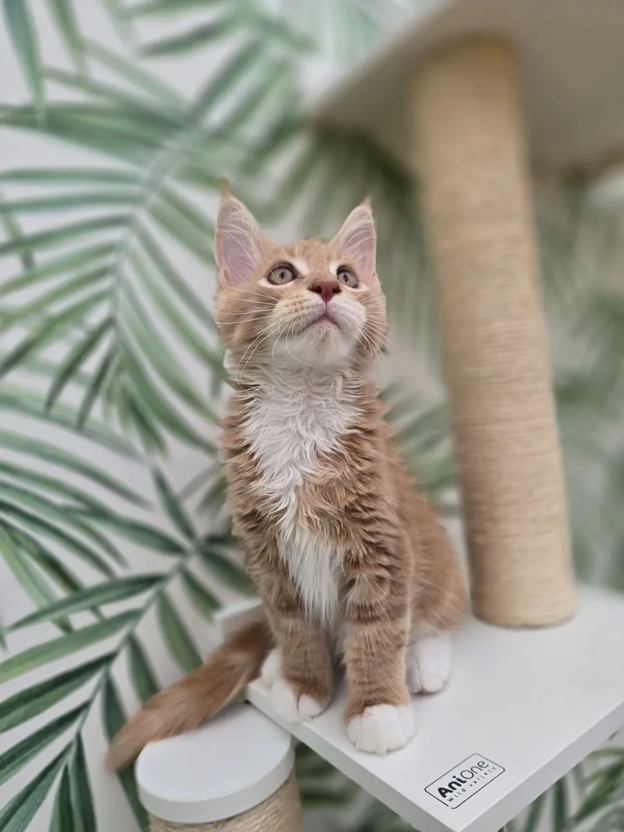 Maine coon kittens - Image 4