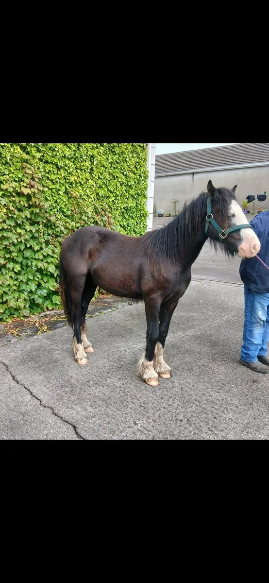 Cob gelding - Image 1