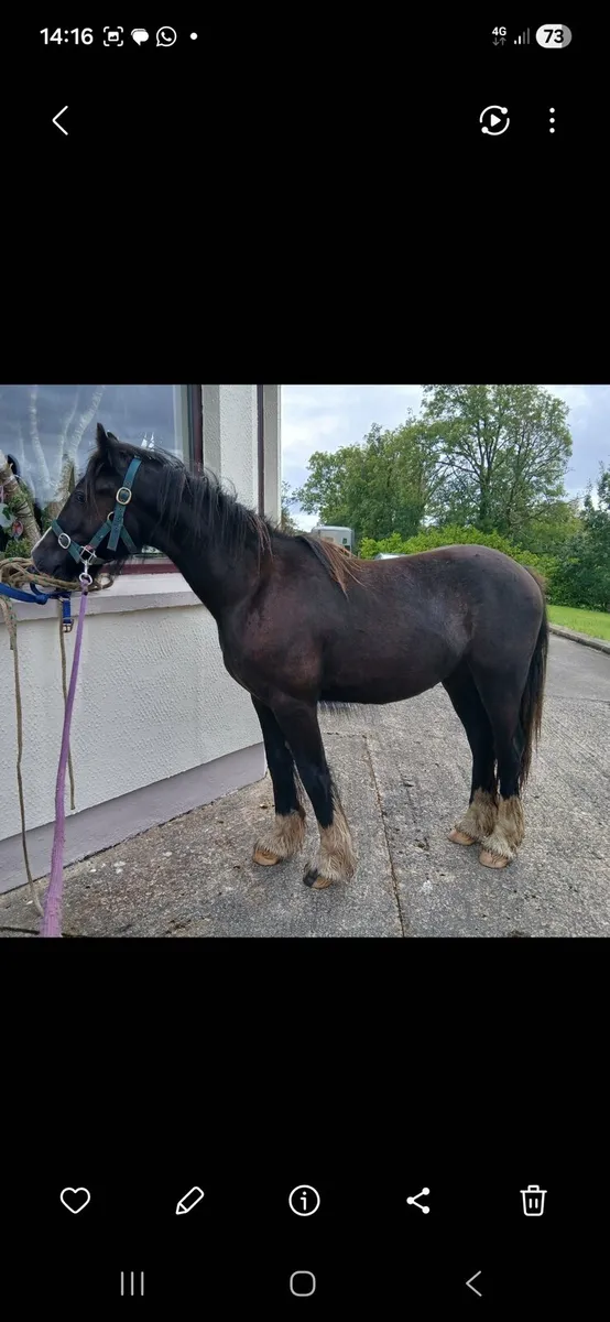 Cob gelding - Image 2
