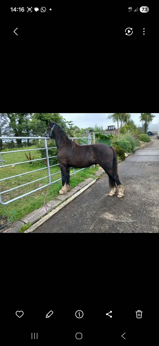 Cob gelding - Image 3