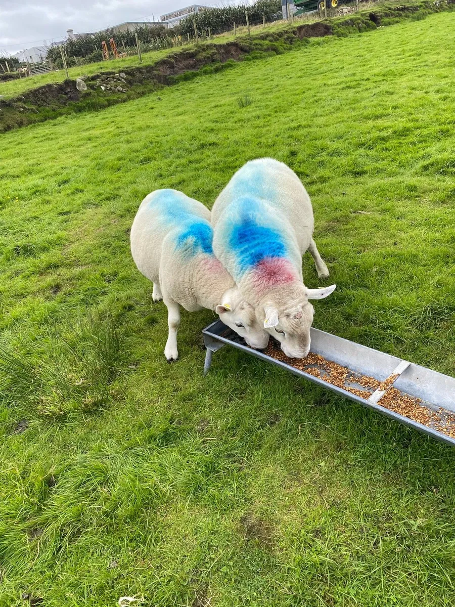 Rams - Image 1