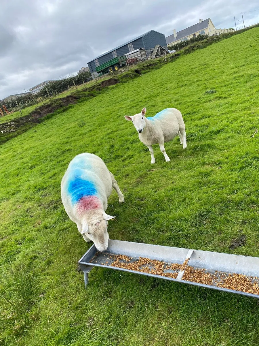Rams - Image 2