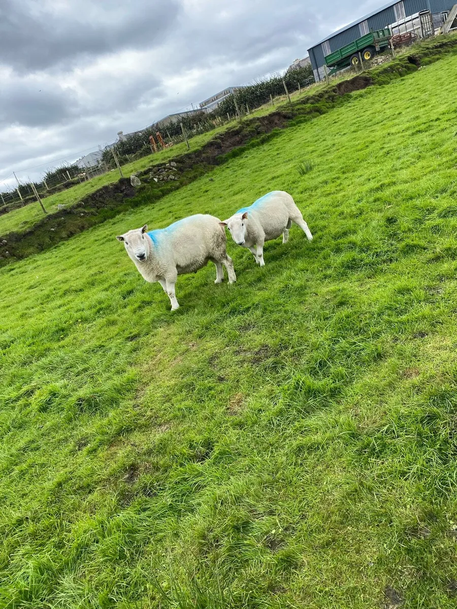 Rams - Image 3