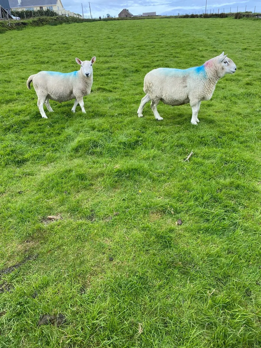 Rams - Image 4