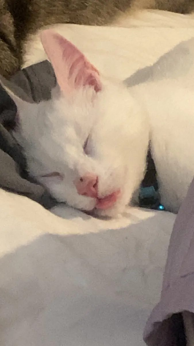 Pure white kitten free to good home - Image 2