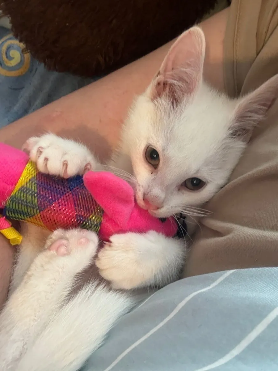 Pure white kitten free to good home - Image 1