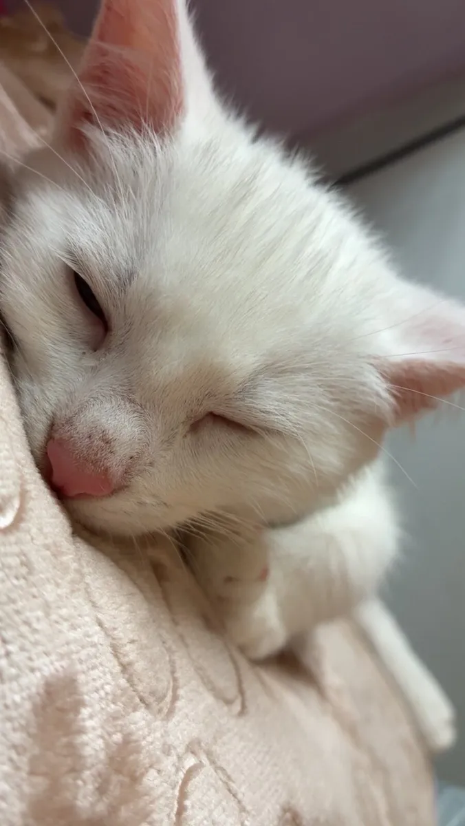 Pure white kitten free to good home - Image 3