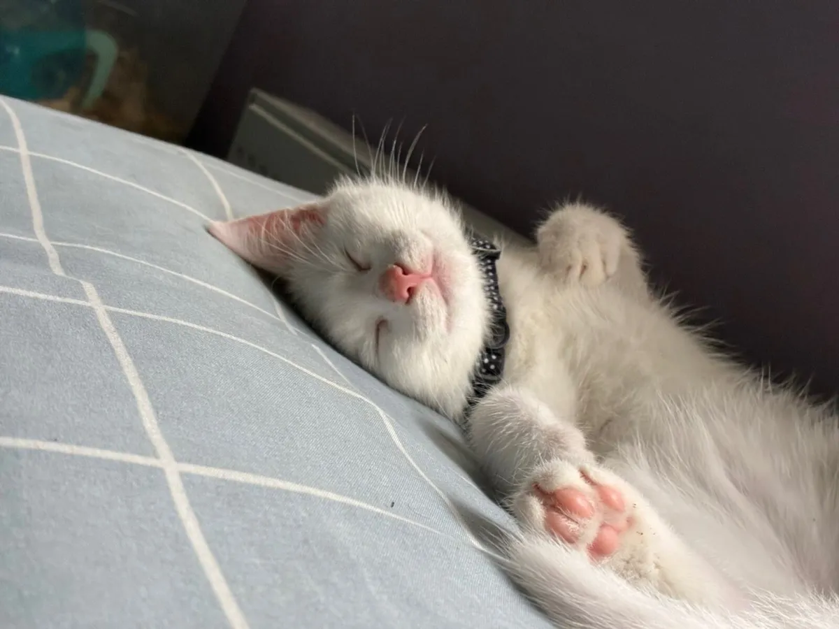 Pure white kitten free to good home - Image 4