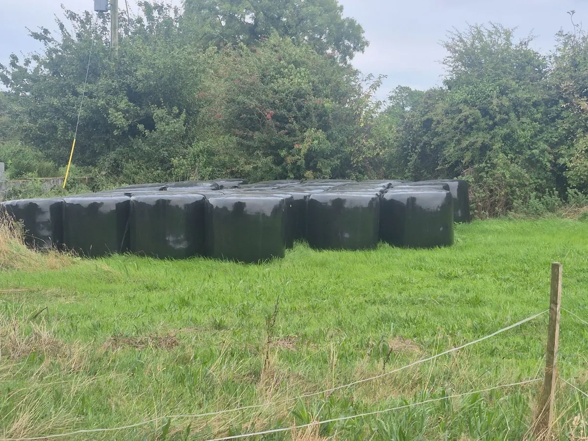 Silage bales
