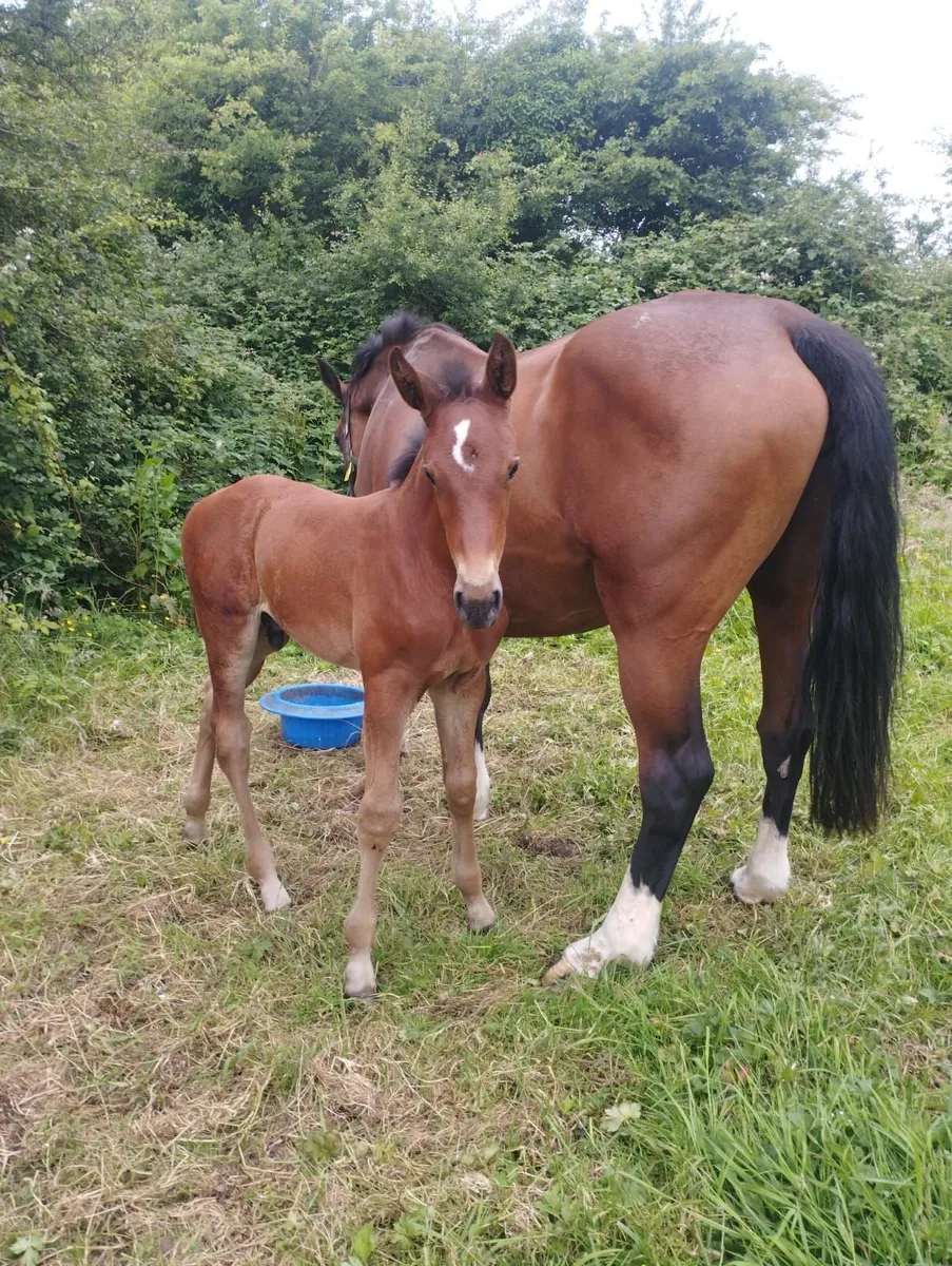 Verbier de Muze colt - Image 1