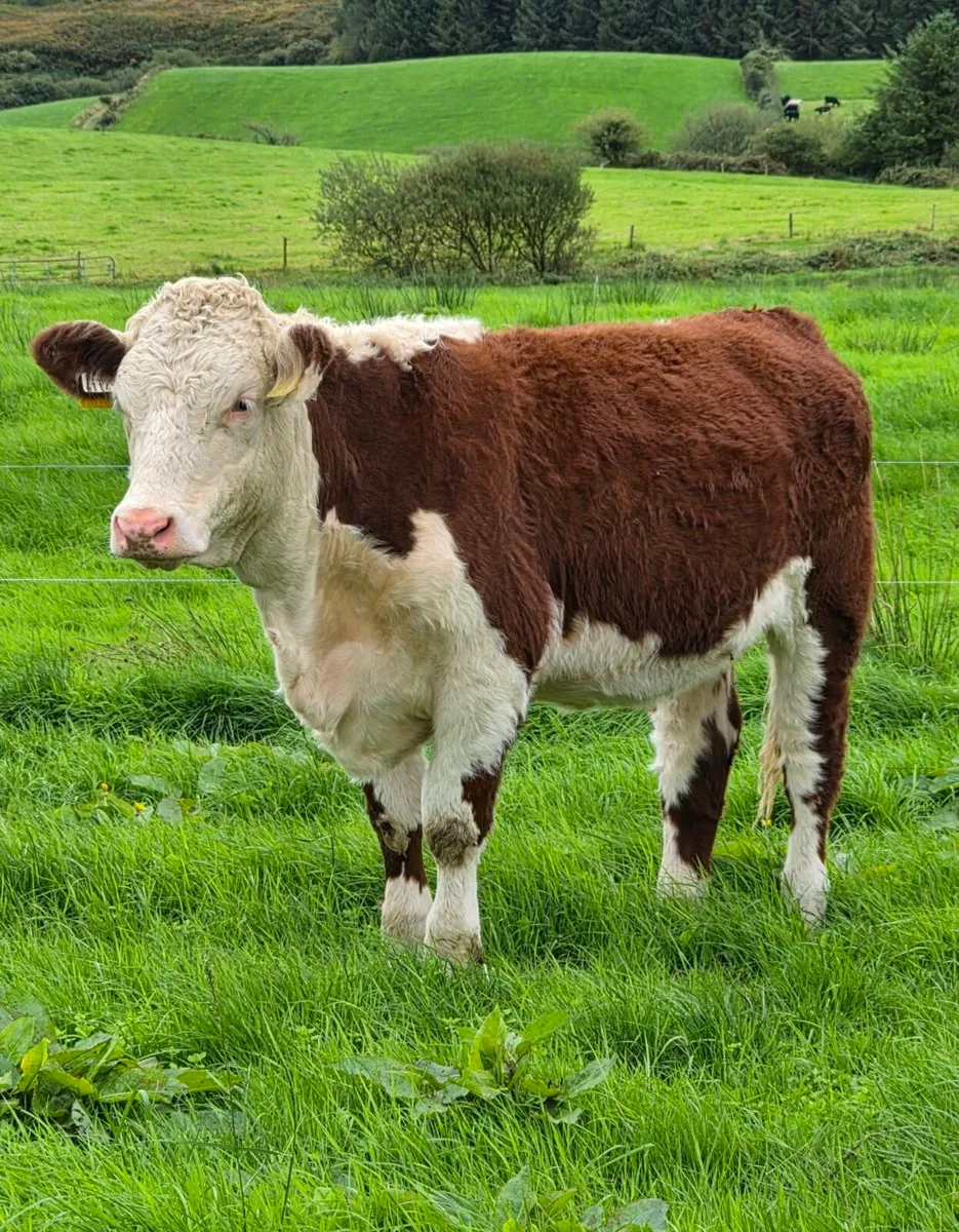 Pedigree Hereford Heifers - Image 1